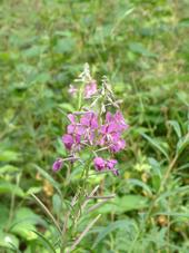 heemtuin_170x227_039.jpg