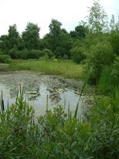 heemtuin_170x227_053.jpg