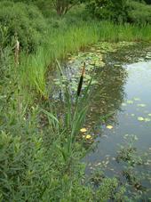 heemtuin_170x227_054.jpg