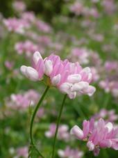 heemtuin_170x227_056.jpg
