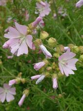 heemtuin_170x227_059.jpg