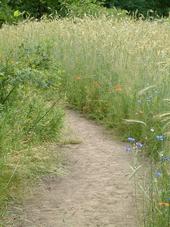 heemtuin_170x227_062.jpg