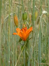 heemtuin_170x227_064.jpg