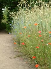 heemtuin_170x227_065.jpg