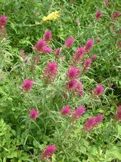 heemtuin_170x227_069.jpg