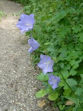 heemtuin_170x227_074.jpg
