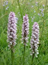 heemtuin_170x227_077.jpg