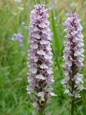 heemtuin_170x227_078.jpg