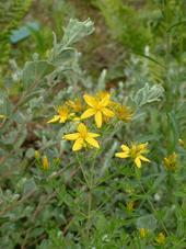 heemtuin_170x227_085.jpg