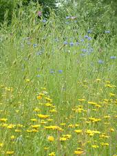heemtuin_170x227_087.jpg