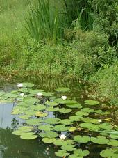 heemtuin_170x227_091.jpg