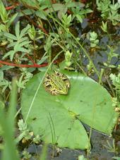 heemtuin_170x227_092.jpg