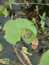 heemtuin_170x227_093.jpg