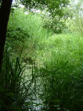 heemtuin_170x227_096.jpg
