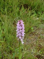heemtuin_170x227_102.jpg