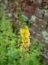 heemtuin_170x227_108.jpg