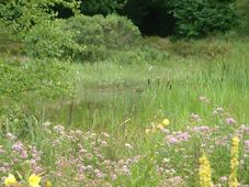 heemtuin_227x170_058.jpg