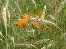 heemtuin_227x170_063.jpg