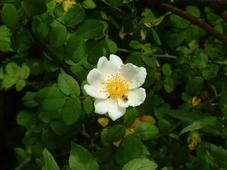 heemtuin_227x170_072.jpg