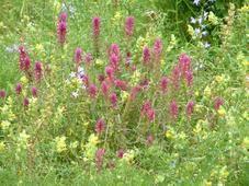 heemtuin_227x170_075.jpg