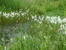 heemtuin_227x170_081.jpg