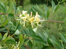 heemtuin_227x170_082.jpg