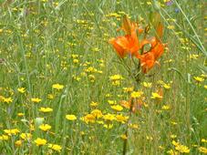 heemtuin_227x170_086.jpg