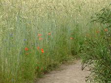 heemtuin_227x170_094.jpg
