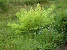 heemtuin_227x170_103.jpg
