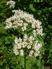 heemtuin_170x227_014.jpg