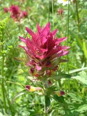 heemtuin_170x227_018.jpg
