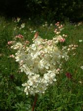 heemtuin_170x227_019.jpg