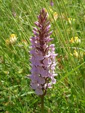 heemtuin_170x227_020.jpg