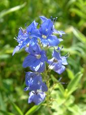 heemtuin_170x227_021.jpg