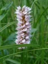 heemtuin_170x227_034.jpg