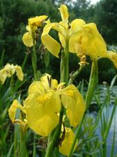 heemtuin_170x227_035.jpg