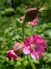 heemtuin_170x227_038.jpg