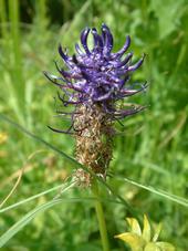 heemtuin_170x227_040.jpg