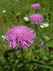 heemtuin_170x227_041.jpg
