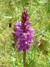 heemtuin_170x227_043.jpg