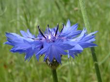 heemtuin_227x170_022.jpg