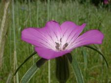 heemtuin_227x170_023.jpg