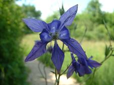 heemtuin_227x170_025.jpg