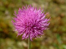 heemtuin_227x170_027.jpg
