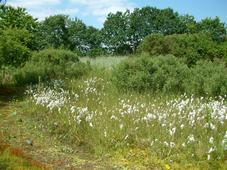 heemtuin_227x170_029.jpg