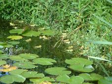 heemtuin_227x170_032.jpg