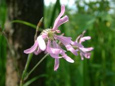 heemtuin_227x170_039.jpg