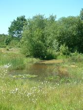 heemtuin_170x227_004.jpg