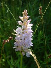 heemtuin_170x227_007.jpg