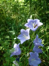 heemtuin_170x227_011.jpg
